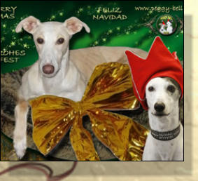 Hundepension Peggy Bells X-Mas Video - singende Hunde (Galgos)